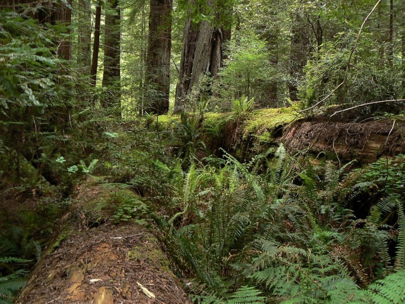 Coastal Redwood Green Forest